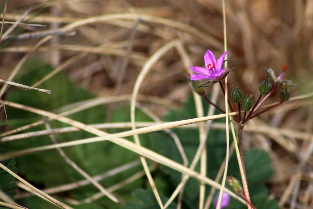 eine kleine lila Blume, die auf einem üppigen grünen Feld sitzt