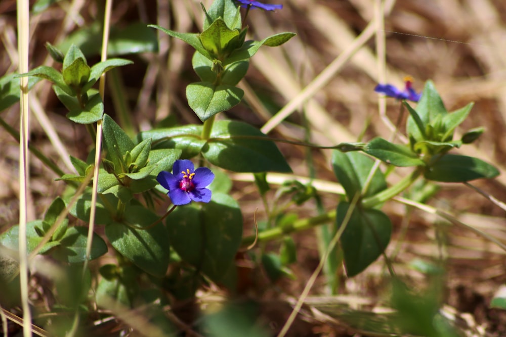 Un piccolo fiore blu sta crescendo nell'erba