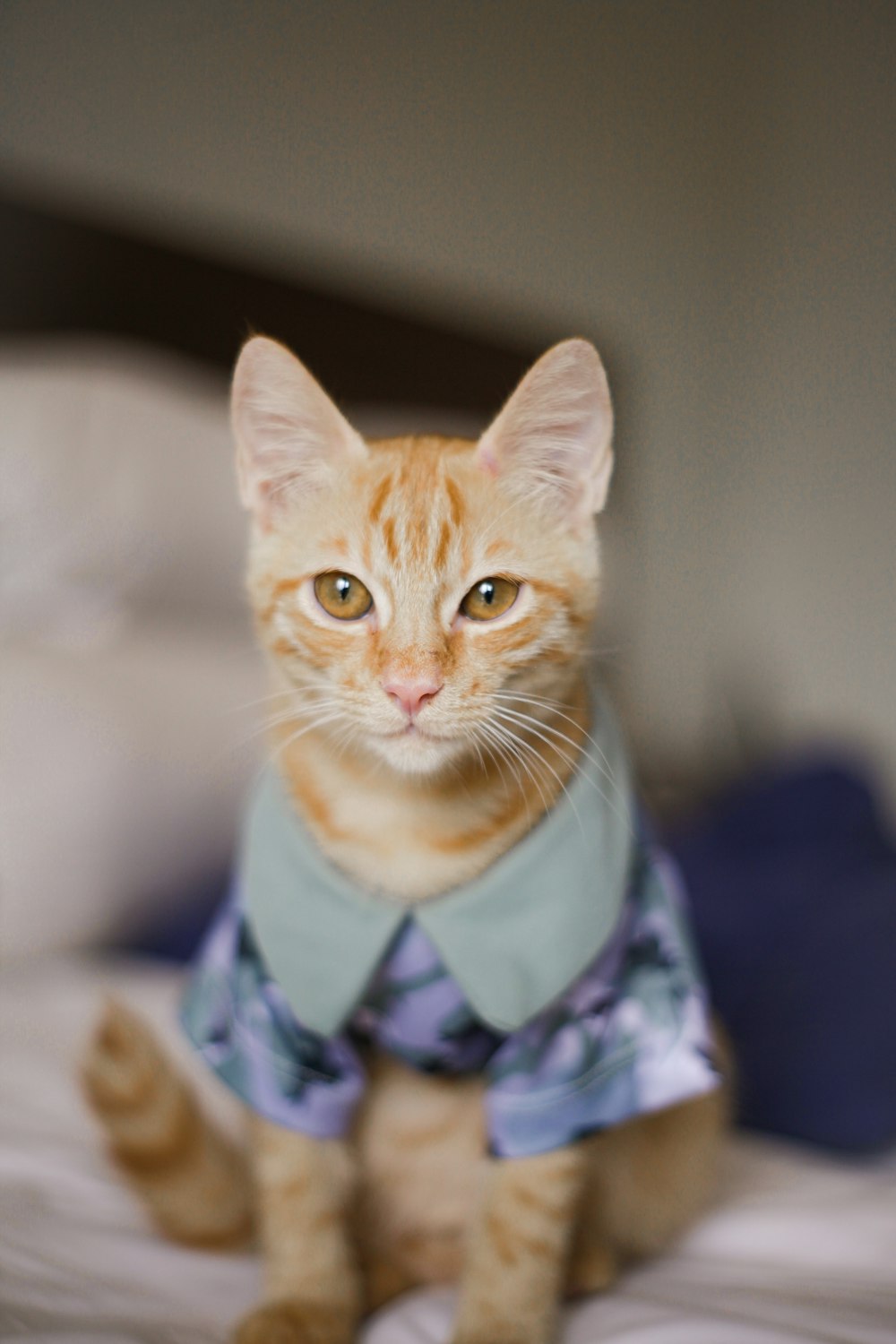 a cat sitting on a bed wearing a shirt