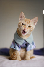 gato vestido con camisa azul