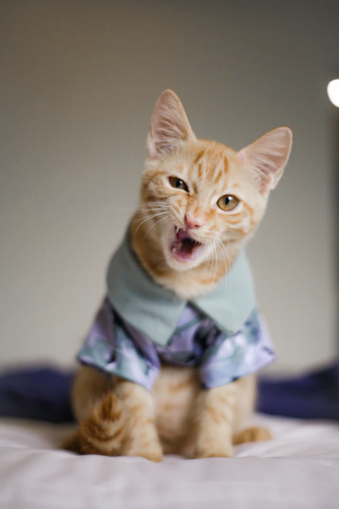 un gato naranja con una camisa morada con verde masticando algo