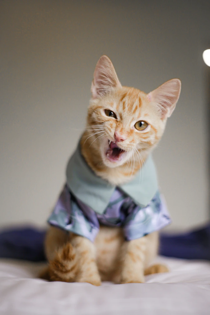 a cat that is sitting on a bed
