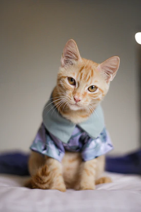 Gato naranja con un sueter azul arriba de una cama