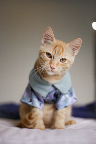 Gato naranja con un sueter azul arriba de una cama
