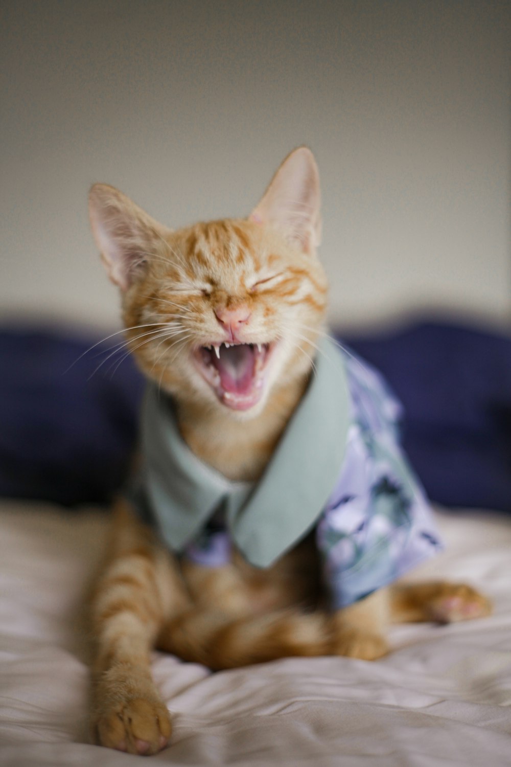 a cat that is laying down on a bed