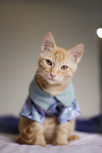 an orange cat sitting on top of a bed