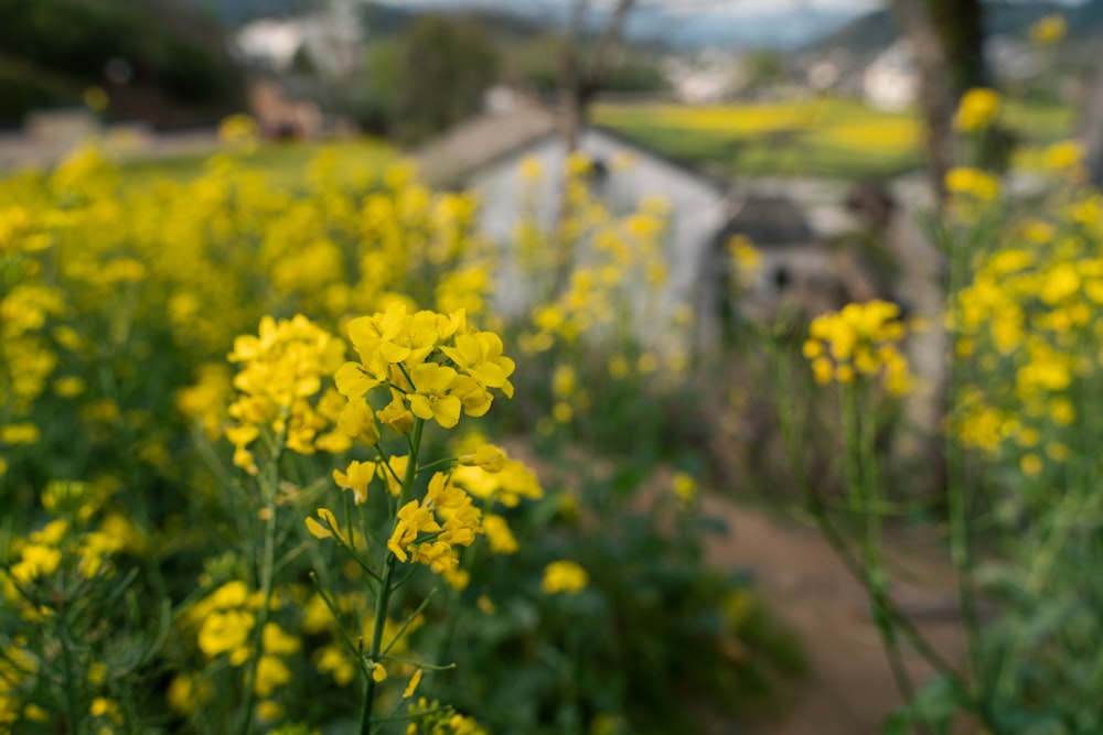 배경에 헛간이 있는 노란 꽃으로 가득한 들판