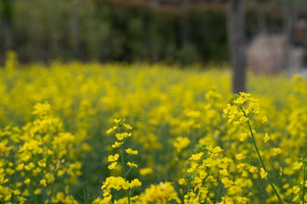 a field full of yellow flowers next to a forest