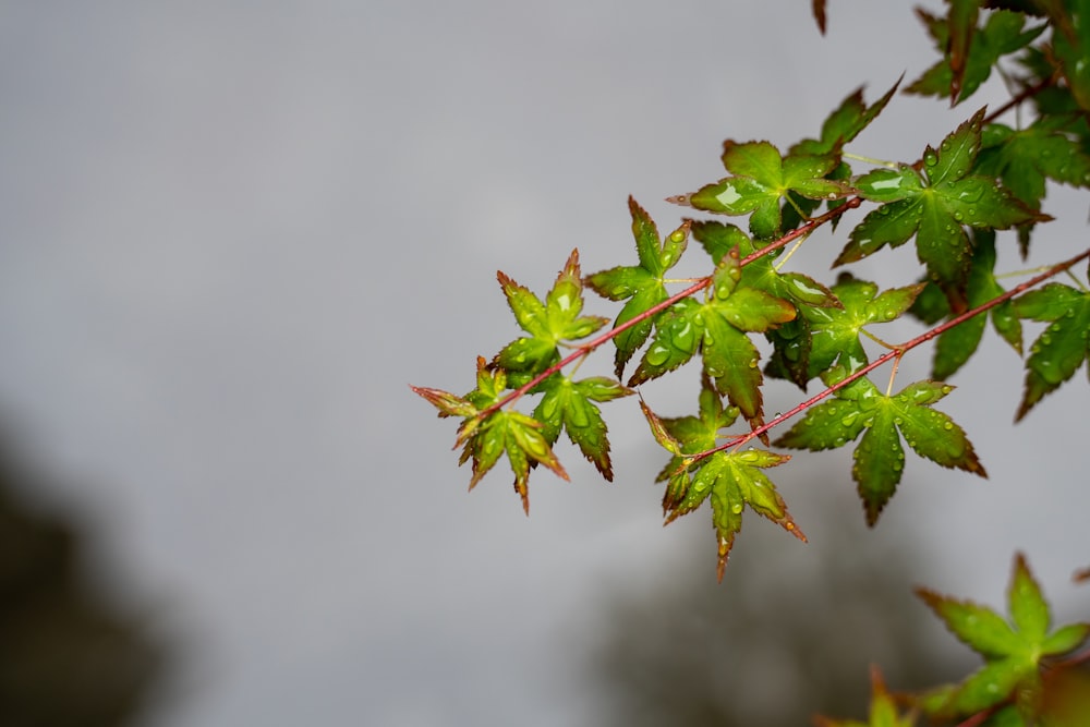 a branch of a tree with green leaves