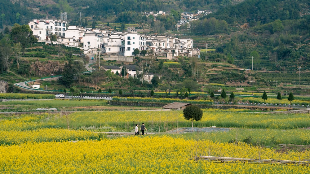 un campo di fiori gialli con un villaggio sullo sfondo