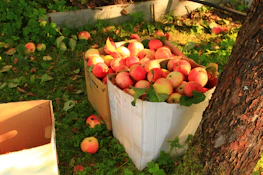 a box full of apples sitting next to a tree