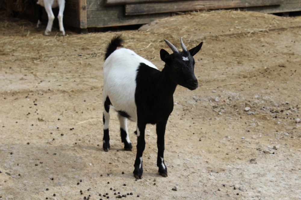 a black and white goat standing on top of a dirt field