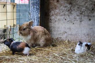 A friendly small animal habitat setup with guinea pigs and rabbits in a natural environment.