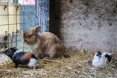 A friendly small animal habitat setup with guinea pigs and rabbits in a natural environment.