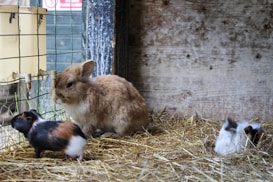 A rabbit and two guinea pigs are settled on a bed of hay inside a wooden enclosure. The rabbit, with a light brown and white fur, sits near the wire fence. One guinea pig has a mix of brown, white, and black patches and is standing near the rabbit. The other guinea pig, mostly white with some dark patches, is resting on the hay. A metal drinker is attached to the wire fence.