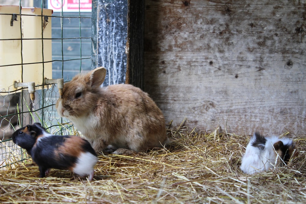 a group of small rabbits in a cage
