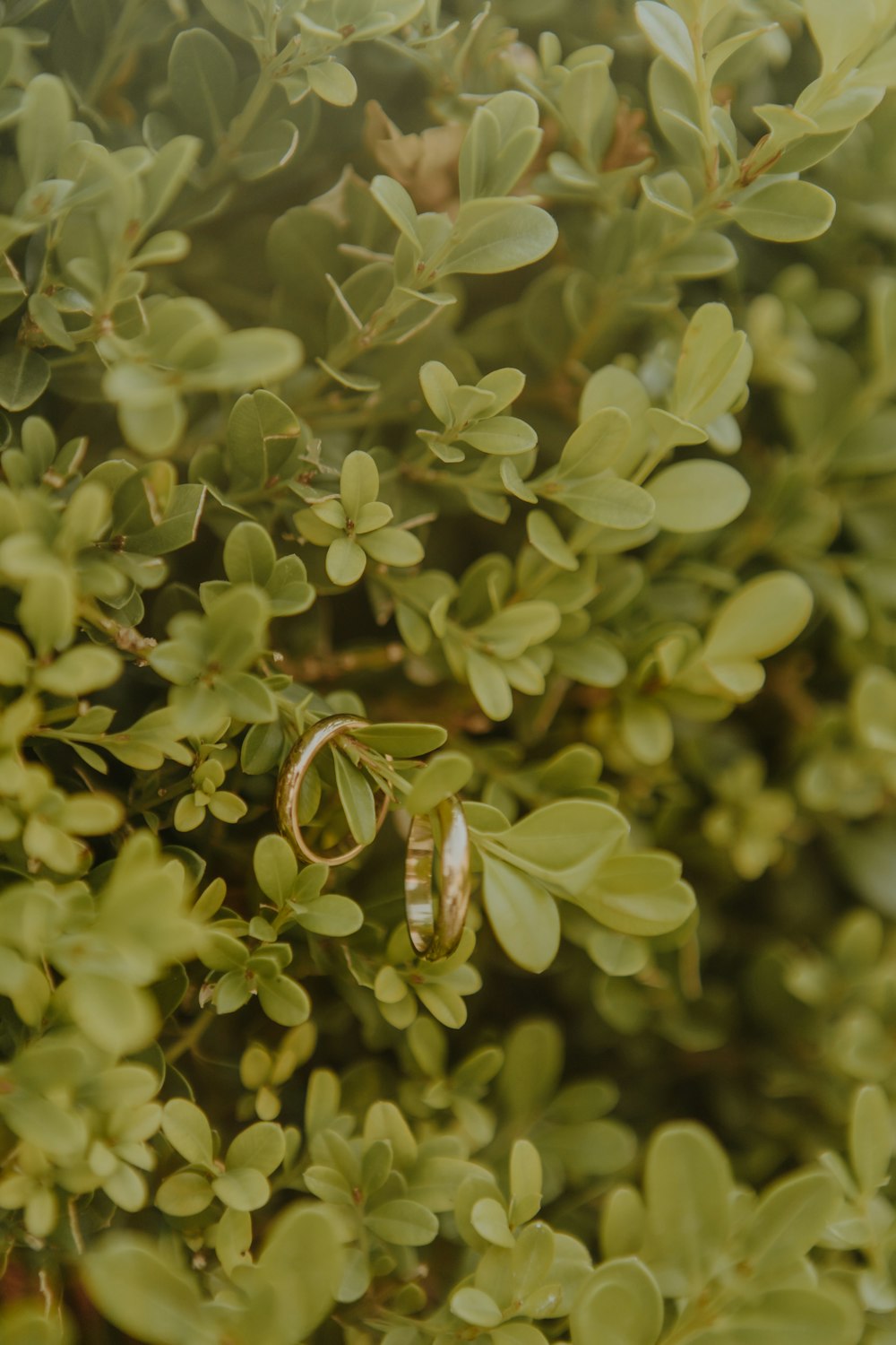 a couple of wedding rings sitting on top of a bush