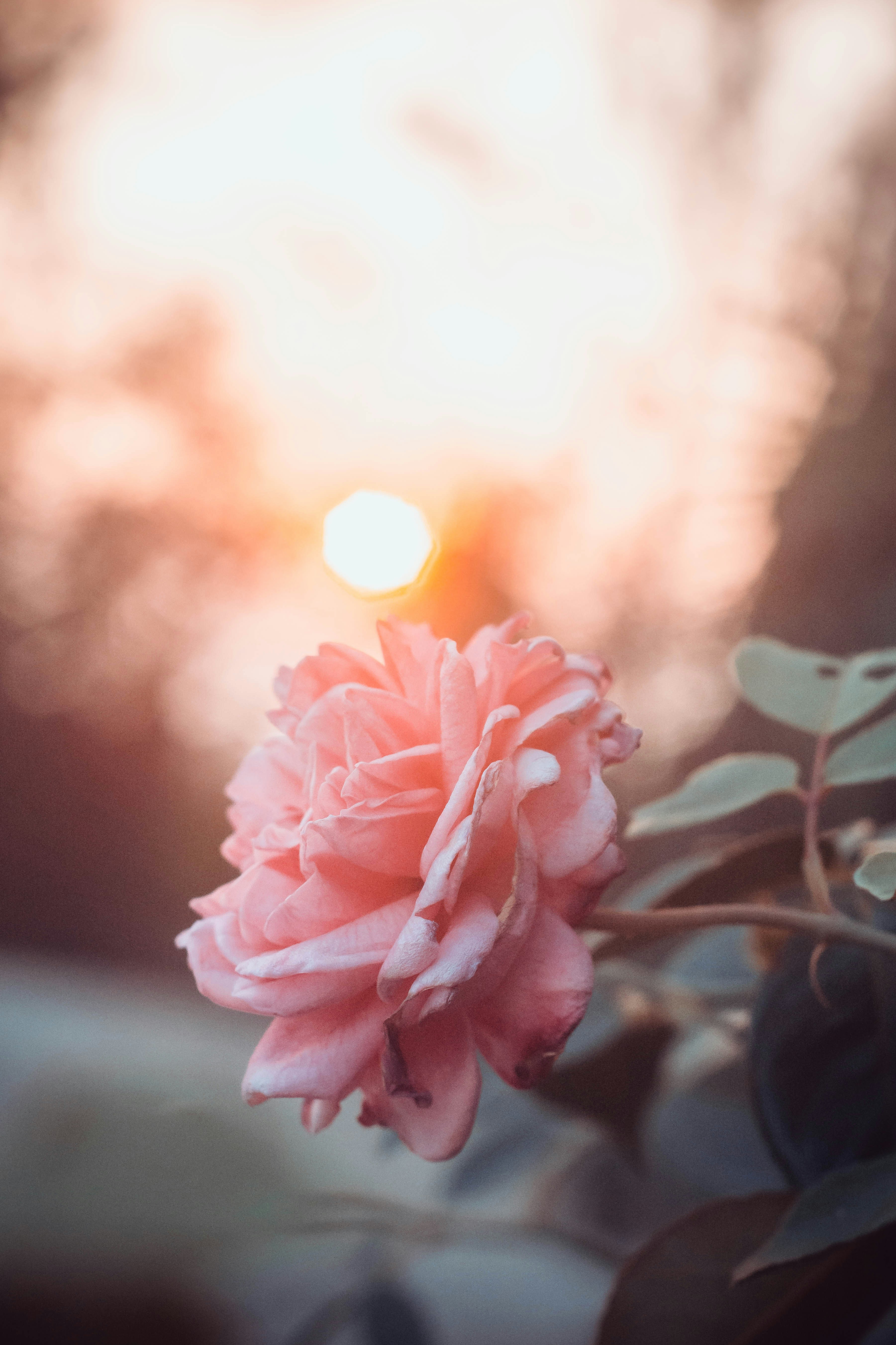 A pink flower with the sun in the background photo – Free Flower Image on  Unsplash, image size:3000x4500