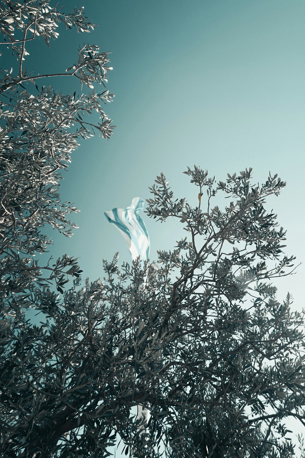 a blue and white flag is in a tree