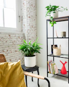 a living room with a chair and a potted plant