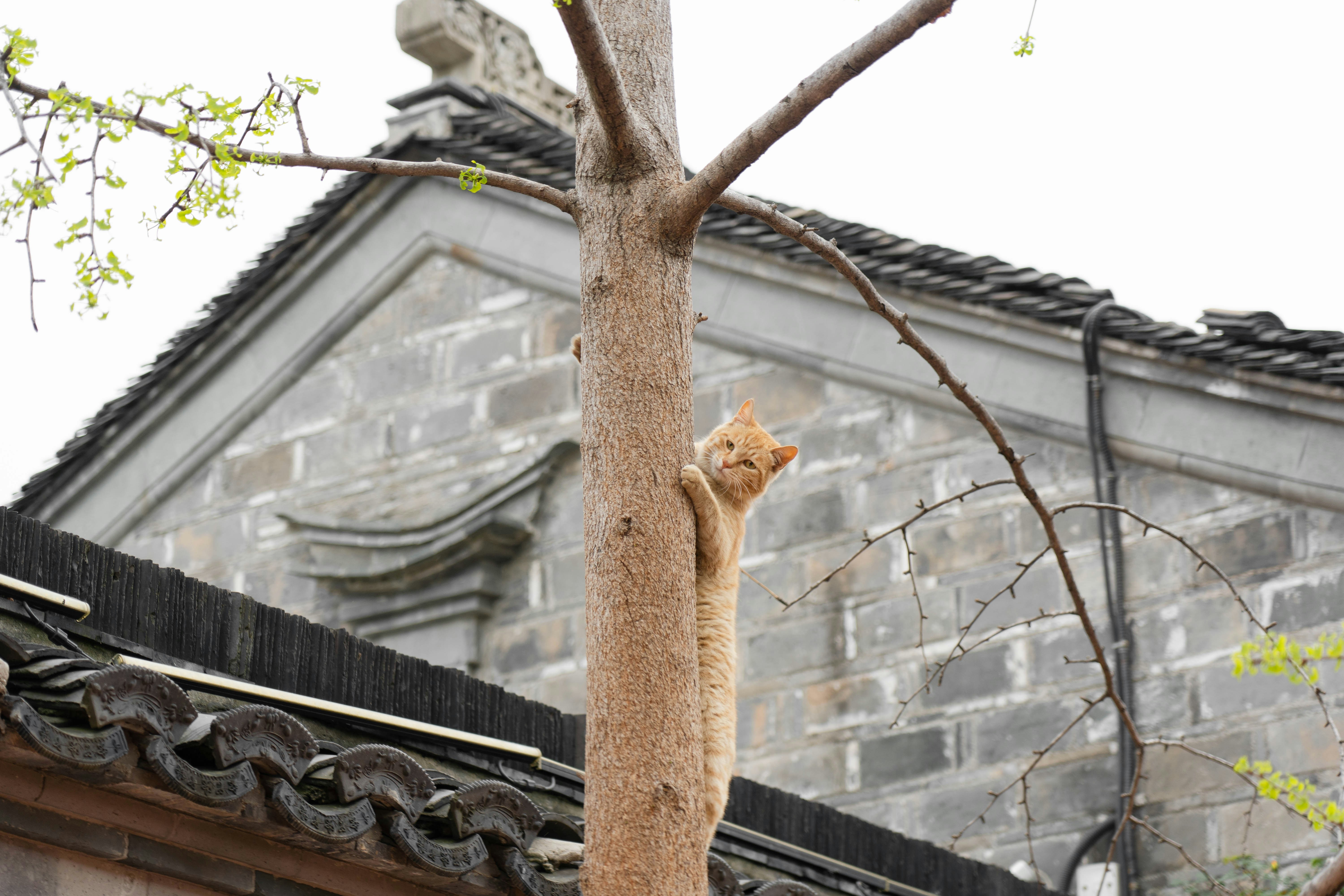Climbing Trees: The Ultimate Feline Playground (image credits: unsplash)