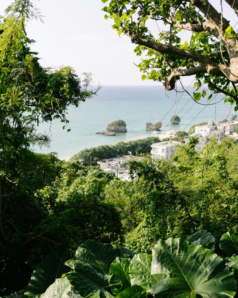 a lush green forest filled with lots of trees