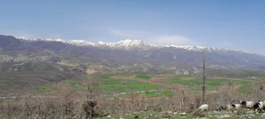 A panoramic view of the farm’s green rolling hills dotted with happy goats.