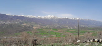 A panoramic view of the farm’s green rolling hills dotted with happy goats.