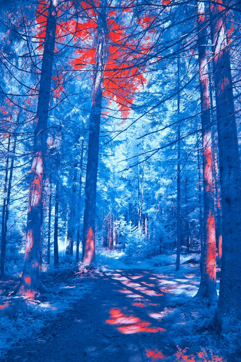 a red and blue image of a forest