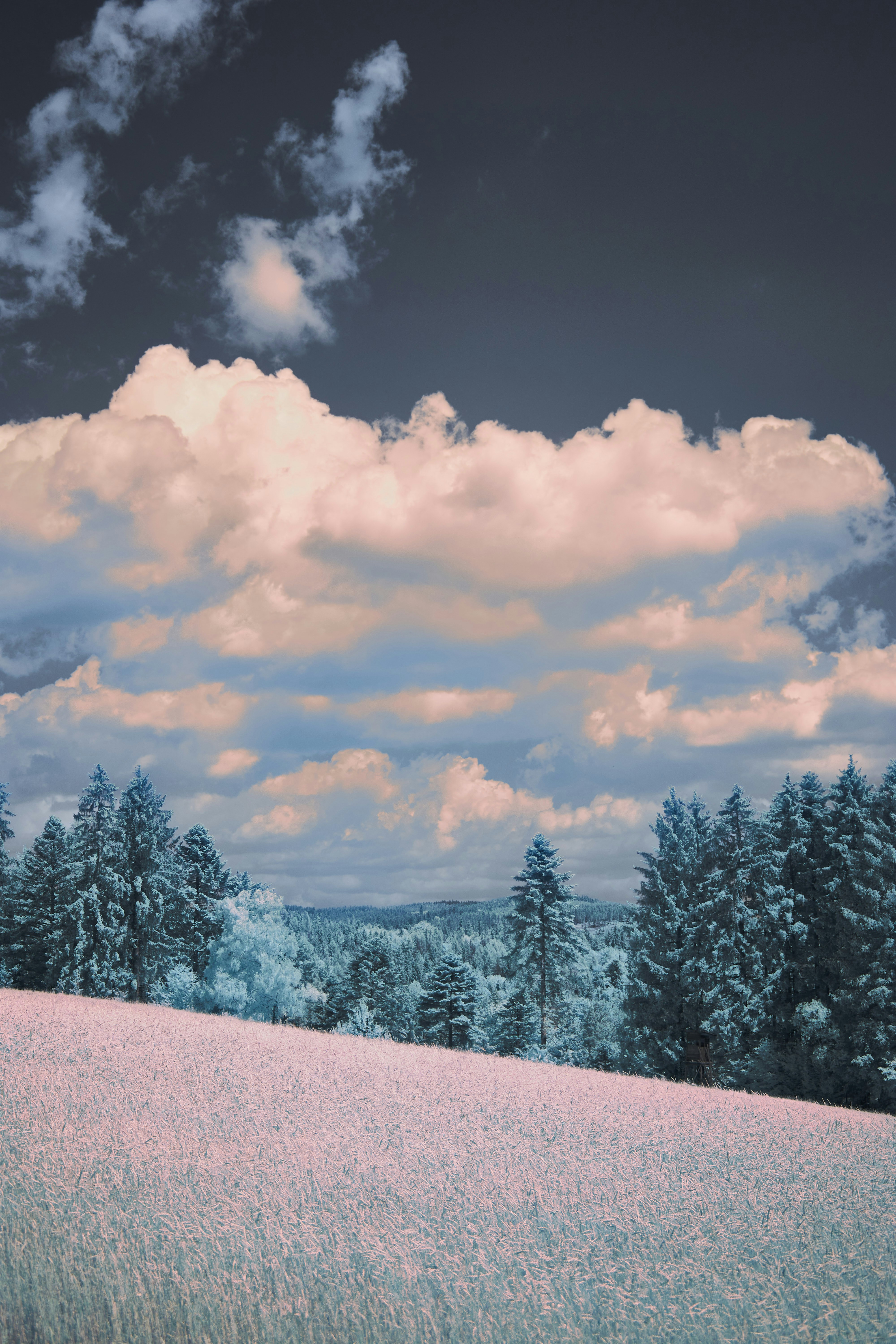 Photo by wolfgang_hasselmann