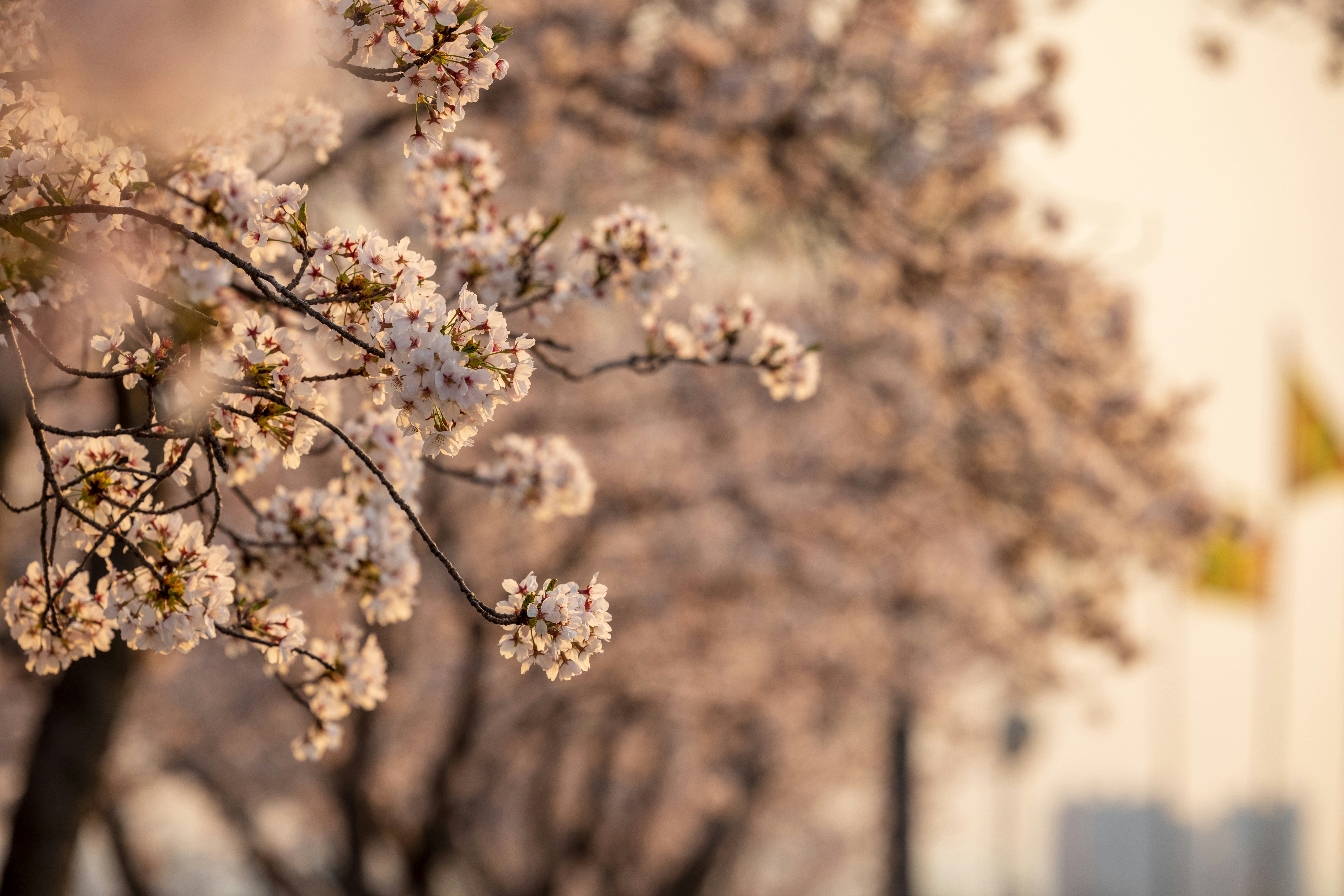 Photo by photosofkorea