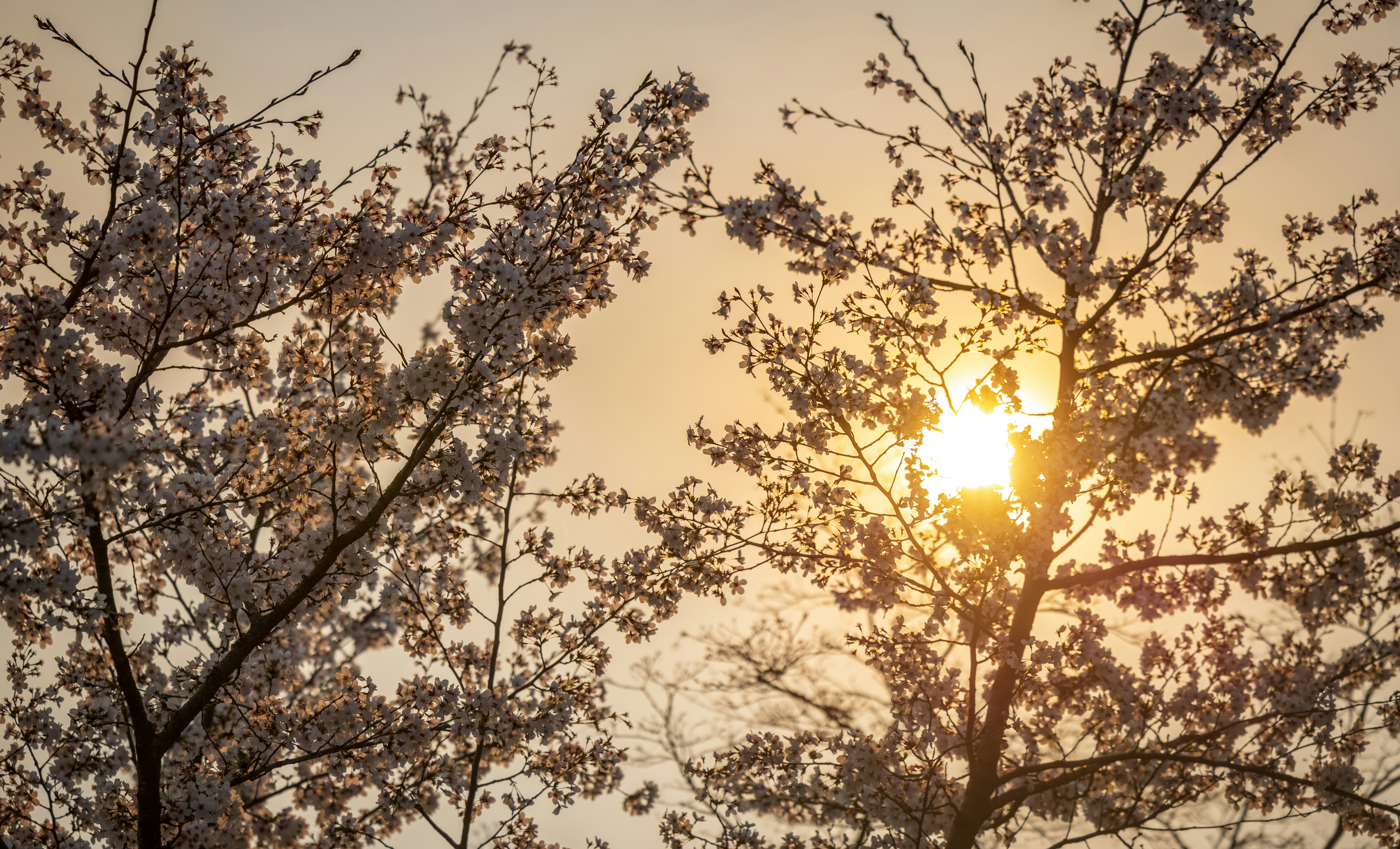 Photo by photosofkorea