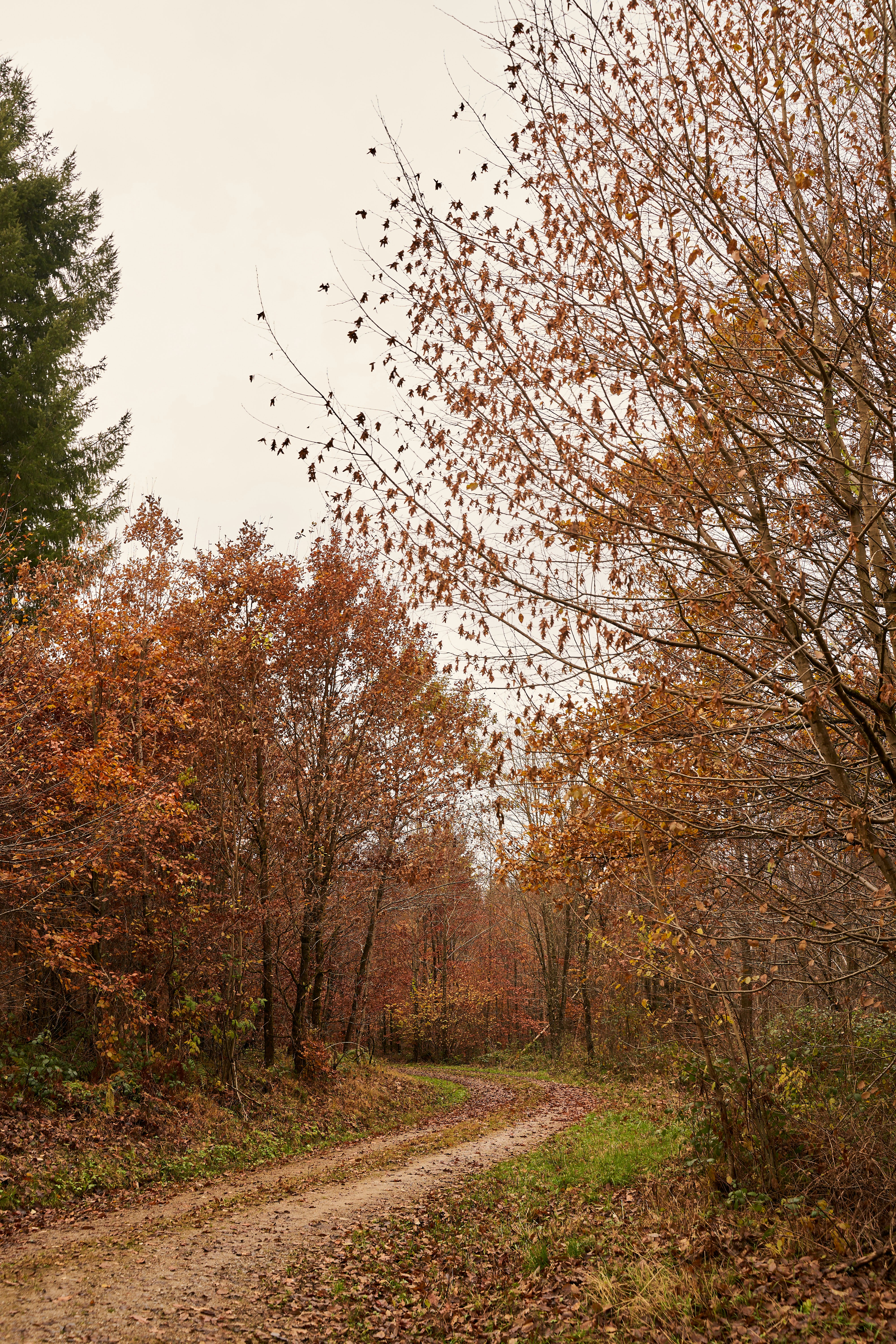 Photo by wolfgang_hasselmann