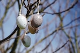 Three speckled eggs are hanging from a tree branch, each decorated with small feathers. The eggs appear to be crafted for decorative purposes, with a focus on a natural aesthetic. The background consists of a clear blue sky with blurred branches, suggesting a spring or festive theme.
