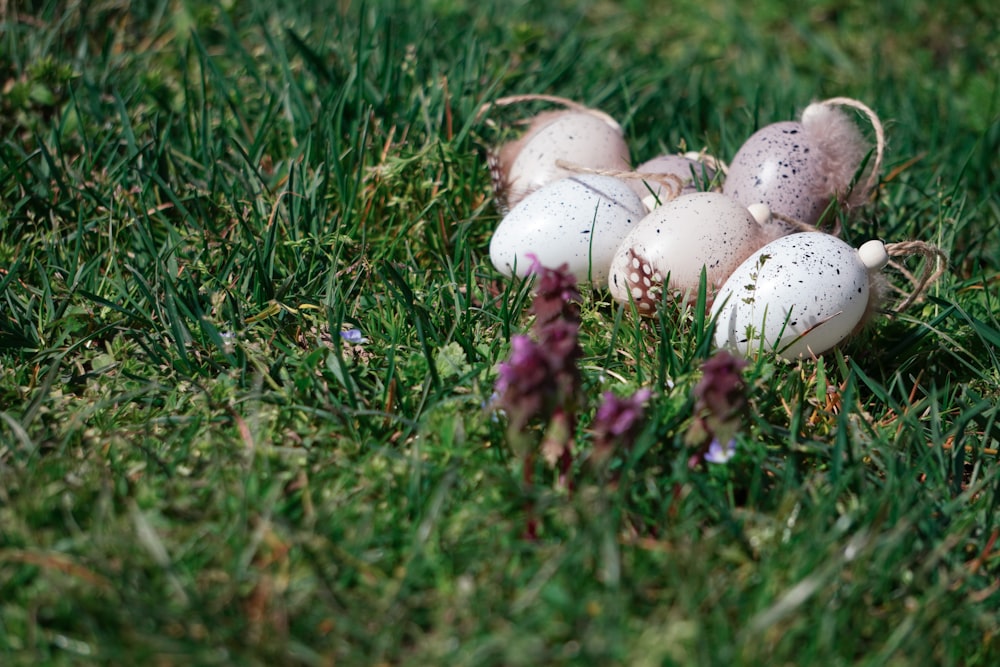 a bunch of eggs that are in the grass