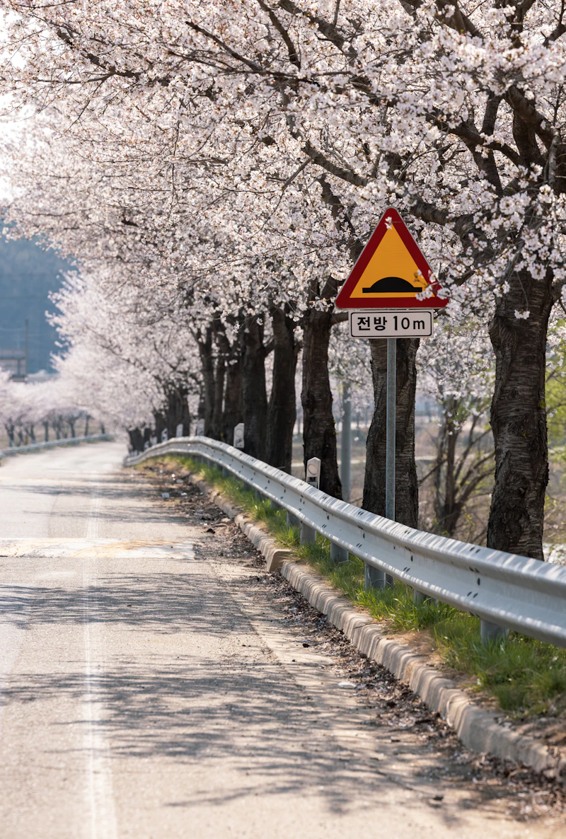Cherry blossom lined street in Korea during spring