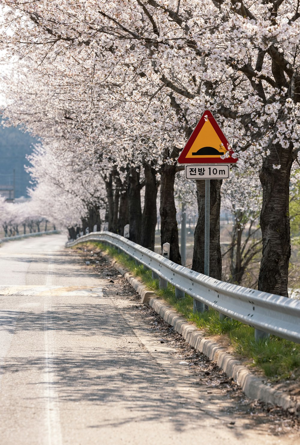 a street sign on the side of a tree lined road