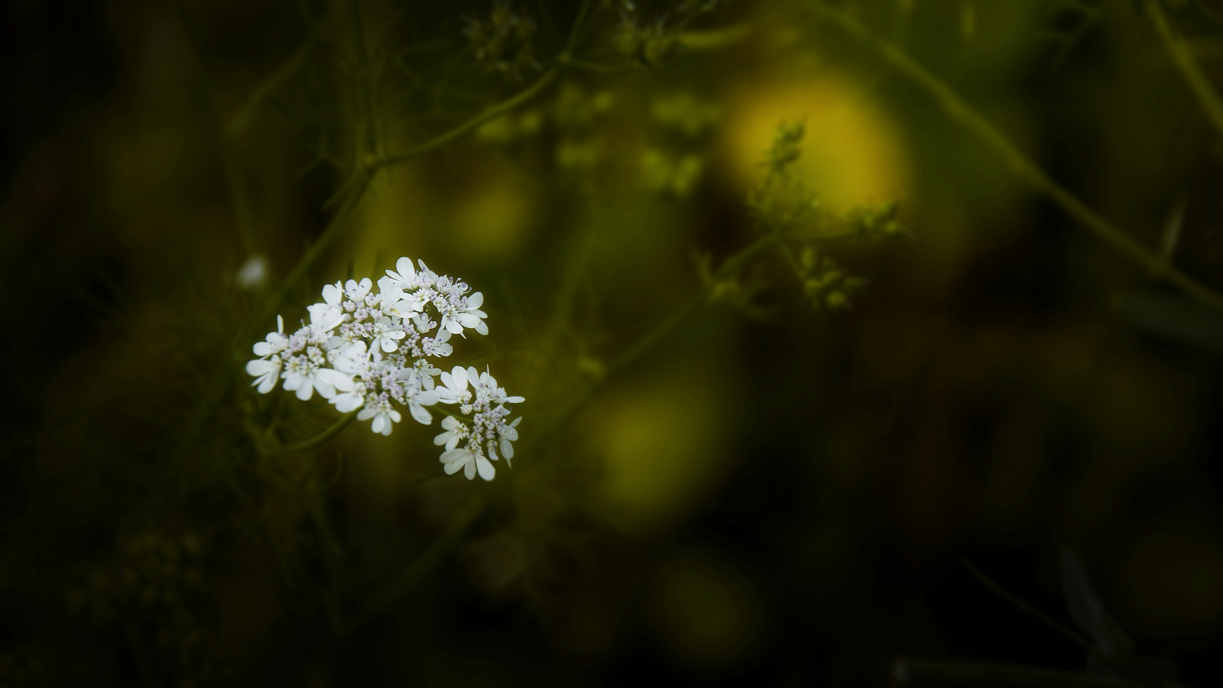 Photo by iamarsh_original