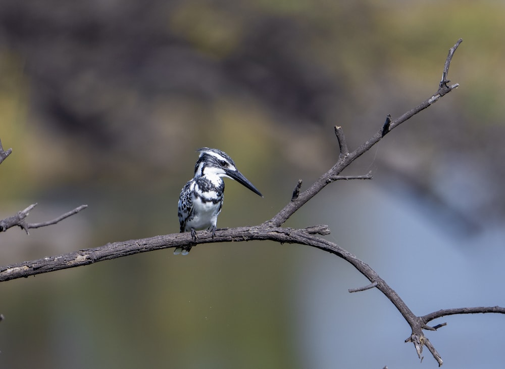 a small bird sitting on a tree branch