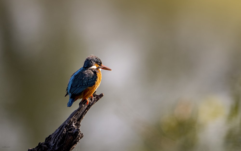 a small colorful bird perched on a tree branch