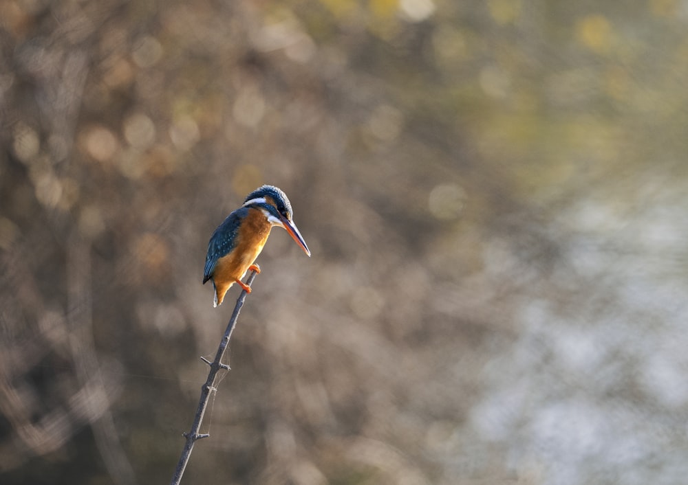 a small bird perched on top of a tree branch