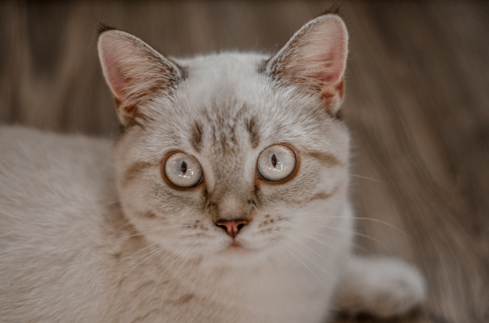 a close up of a cat on a wooden floor