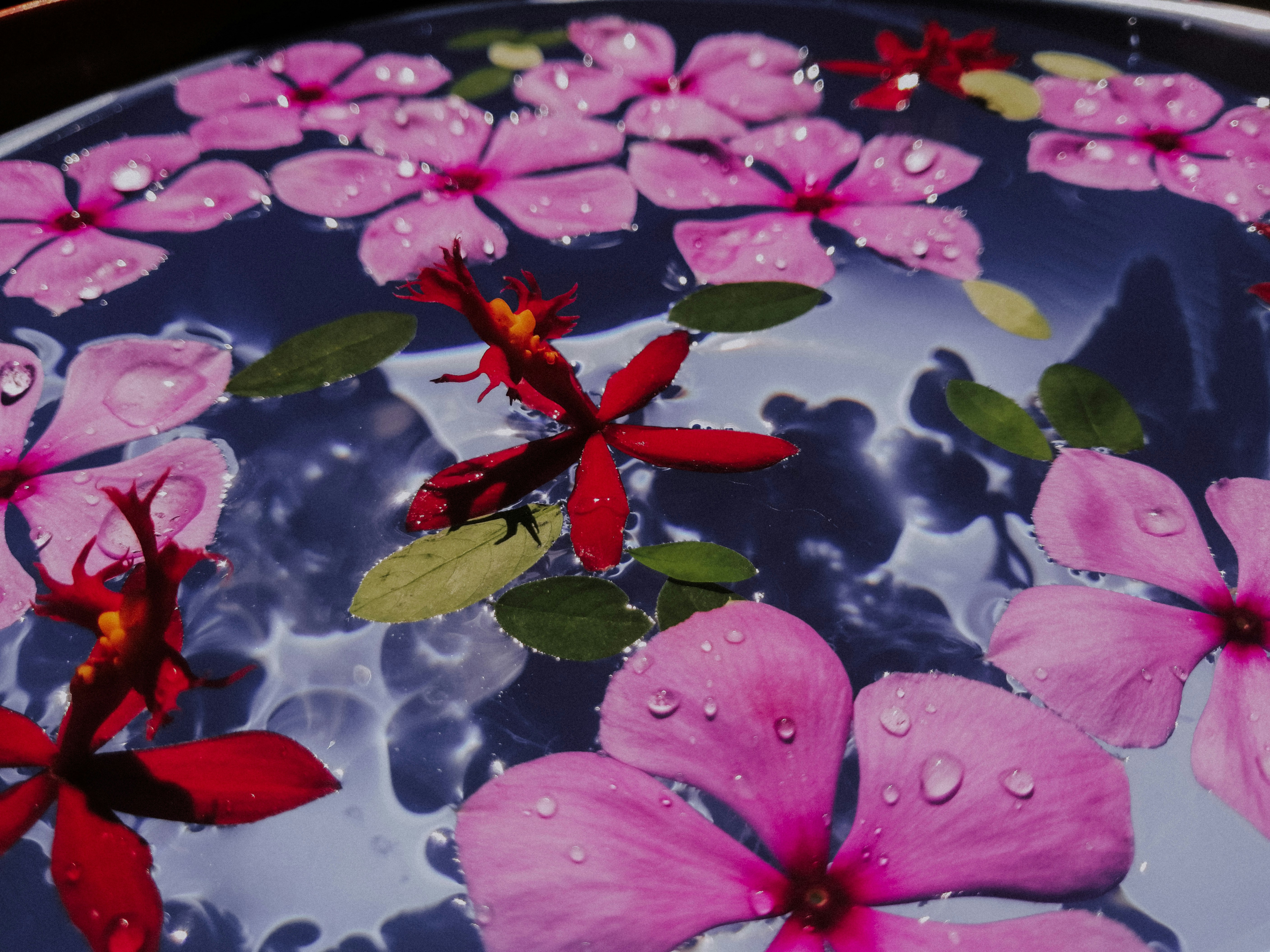 pink flowers floating in a bowl of water