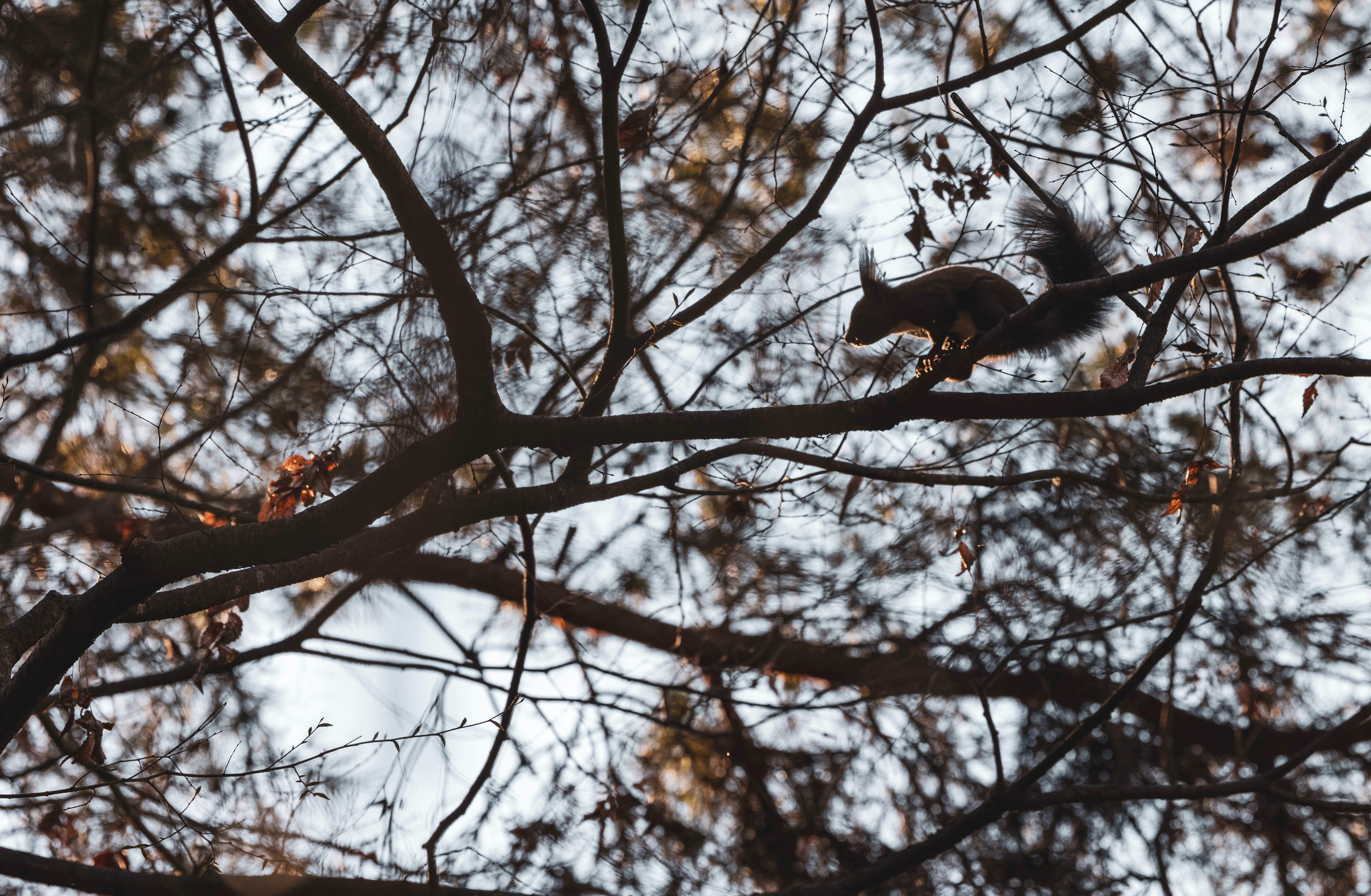 Tree Squirrel
