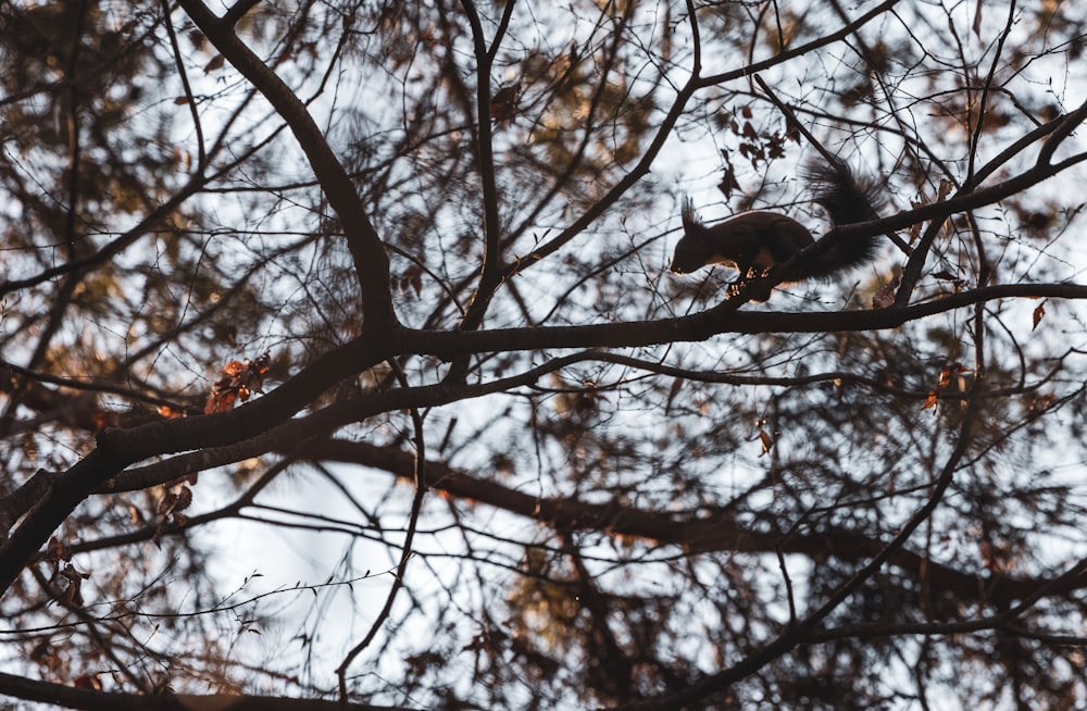 a squirrel is sitting on a branch of a tree