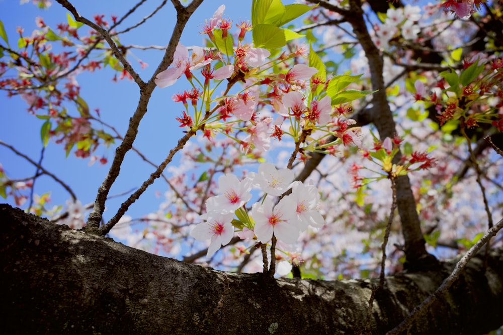 a branch of a tree with white and pink flowers