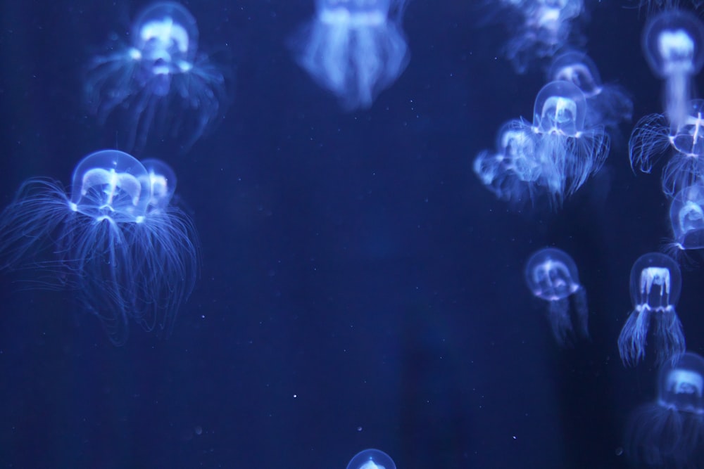 a group of jellyfish floating in the water