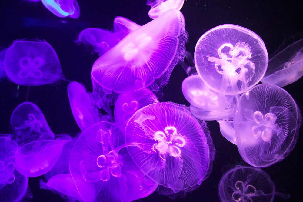 a group of jellyfish floating in the water