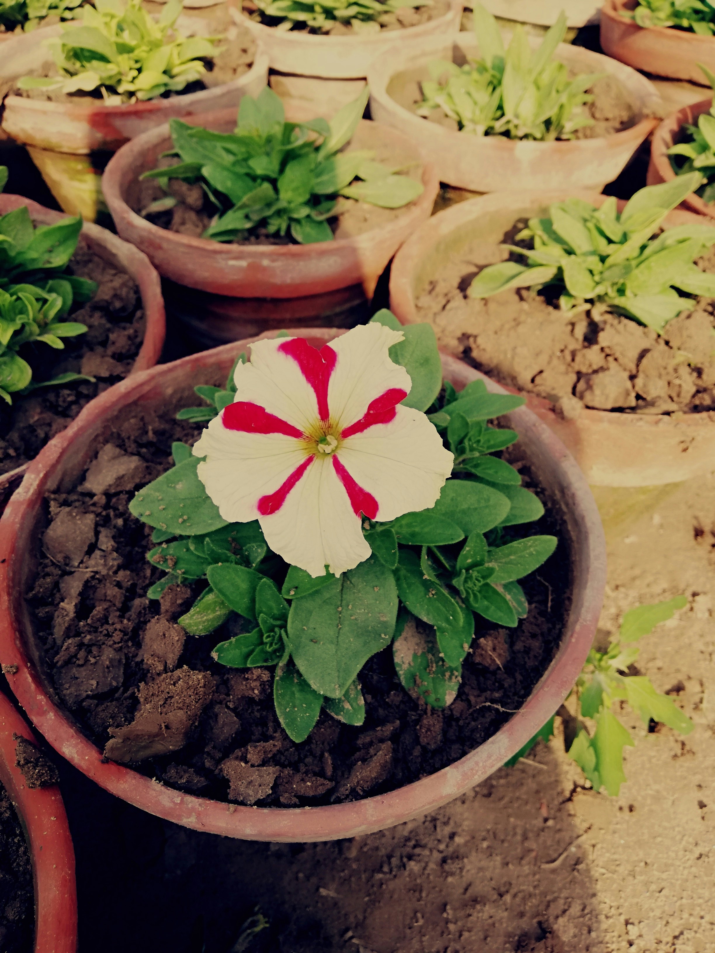 florev Self-Watering Plant