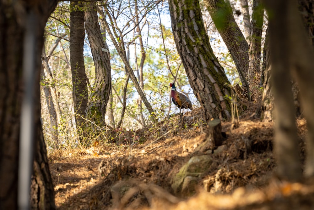 a bird is standing on a hill in the woods